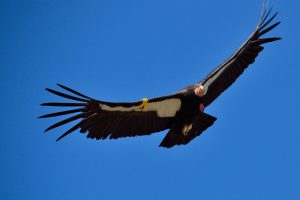 windturbines killing birds