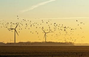 wind turbines killing birds