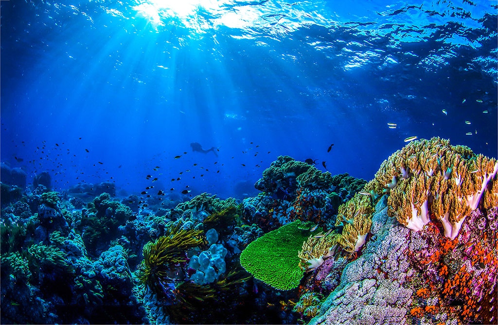 A photo of a colorful coral reef underwater.