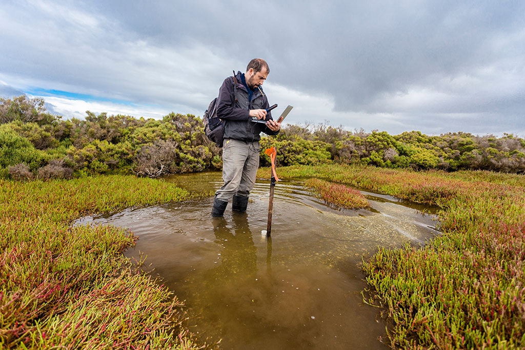 A male marine resource manager collects data while standing in a wetland area.